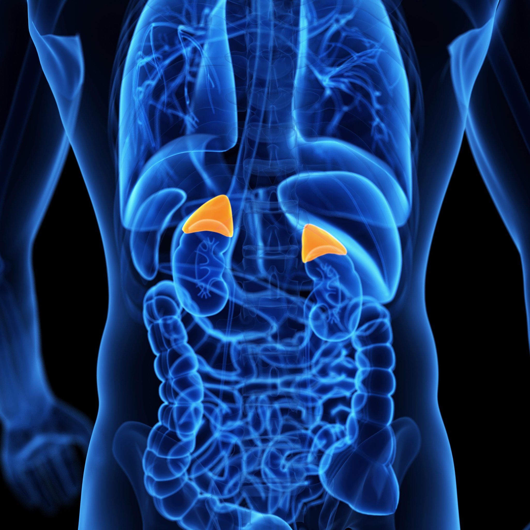 Adrenal Health Part One: Introduction to the Adrenal Glands