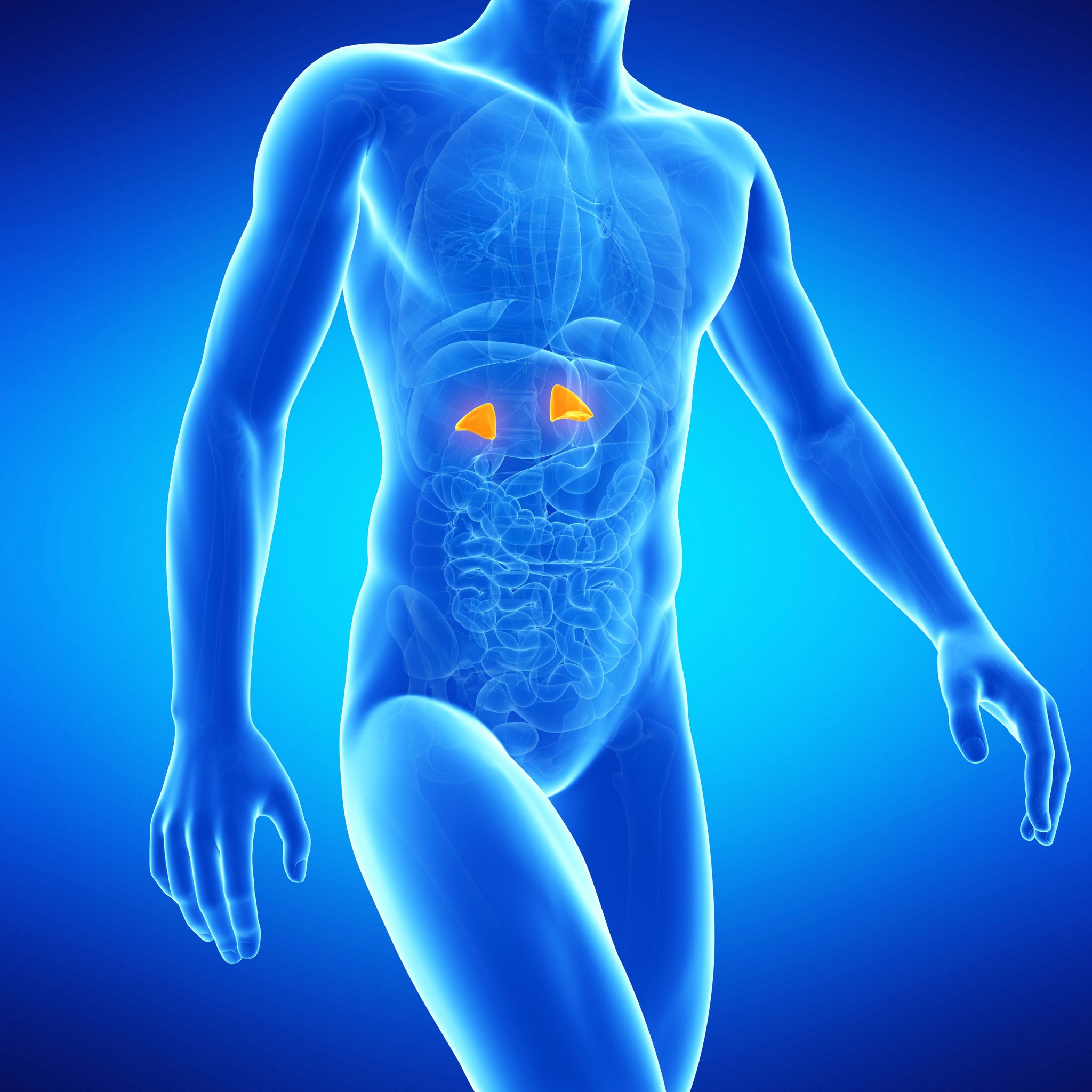 Adrenal Health Part Two: Adrenal Glands and the Body