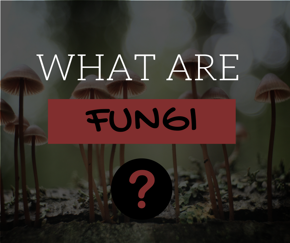 What's a Germ? Part 3