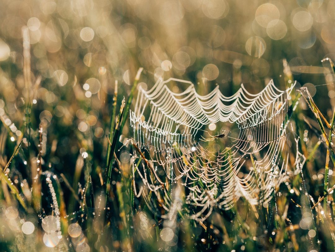 Devotional: Lessons from the Life of a Spider-Part 1
