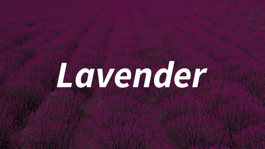 Relieving Stress: Lavender Oil