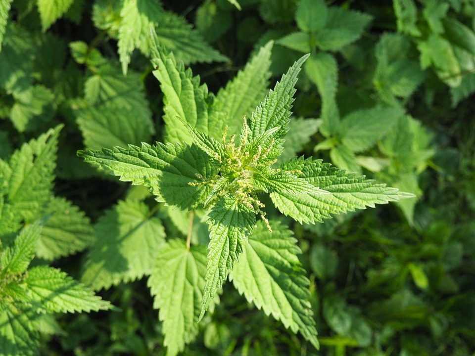 Combating Allergies with Stinging Nettle